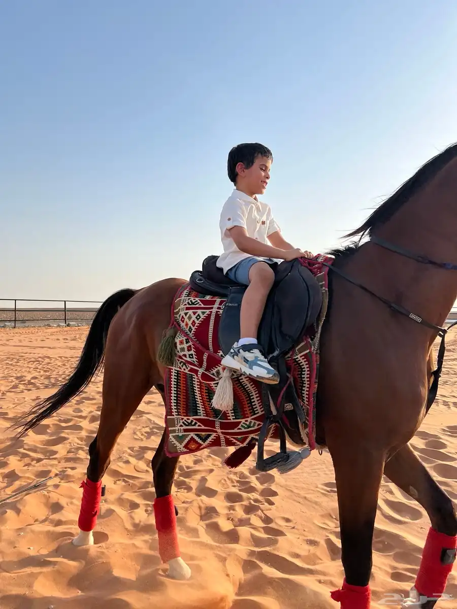 اسطبل الجدان للخيل العربيه الاصيله ايواء وعسف وتدريب 0