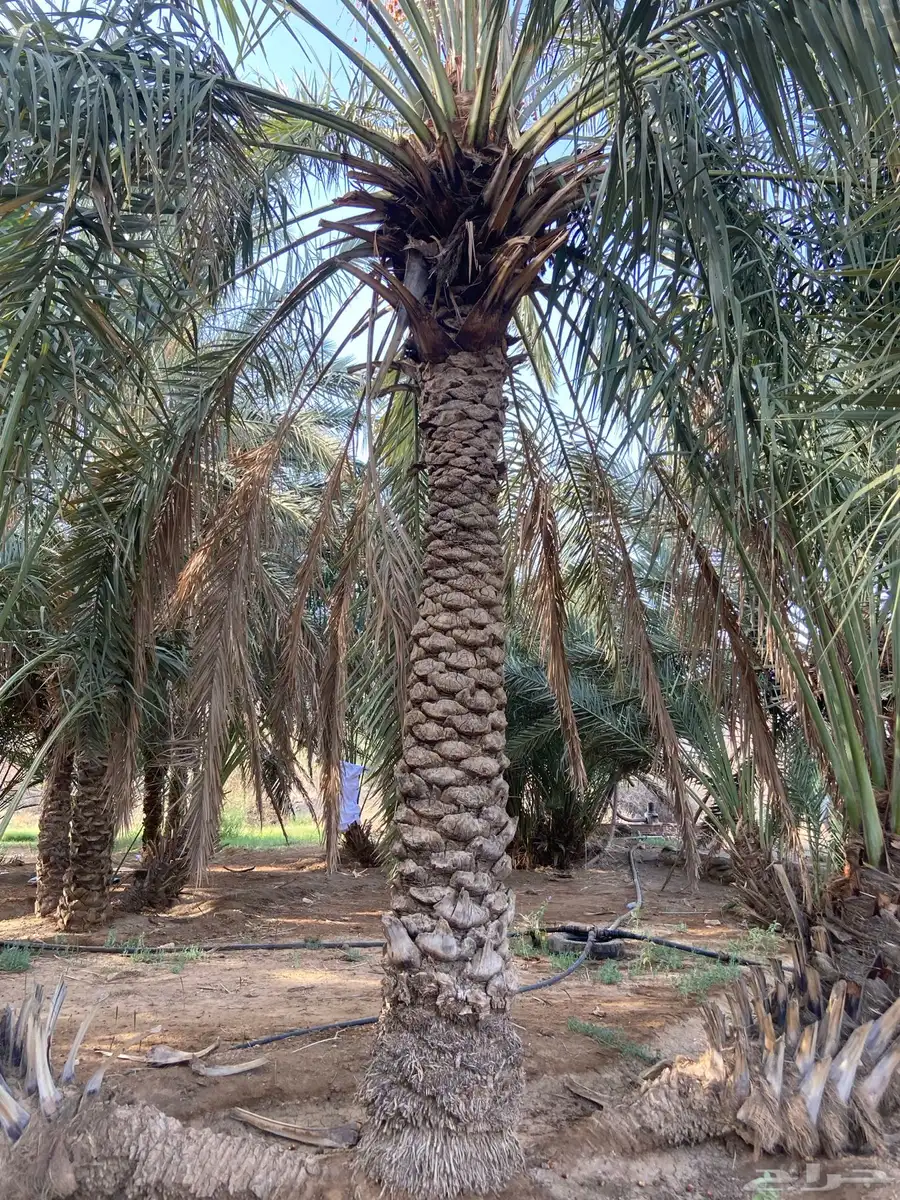 نخل للبيع 2