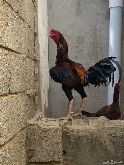 ديك باكستاني 1
