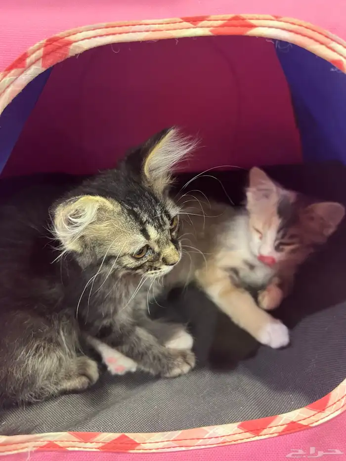 قطط للتبني النوع أمريكي العمر شهرين 1