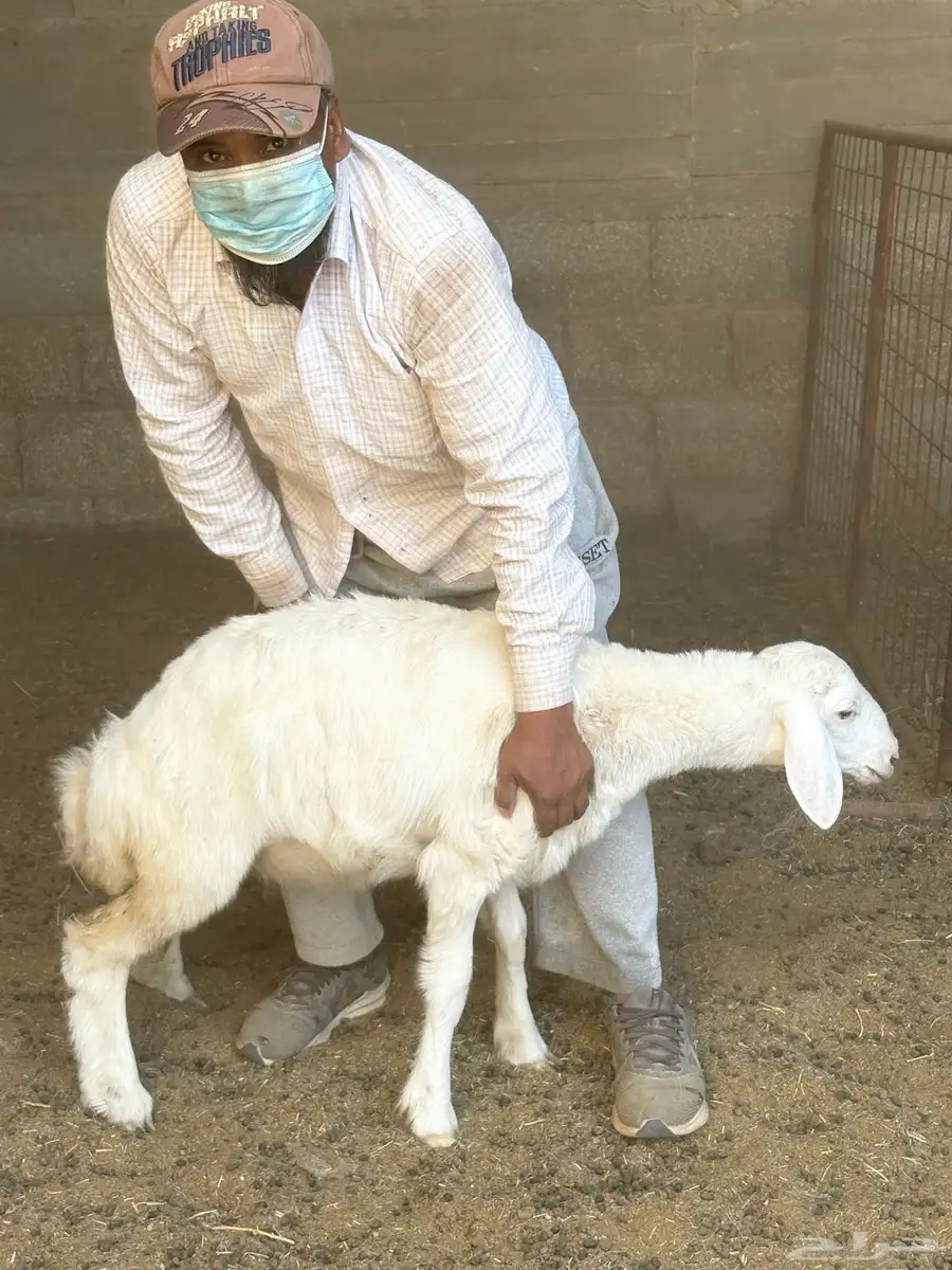 ثلاث خرفان حري العمر مابين 3 إلى 5 شهور على السوم 2