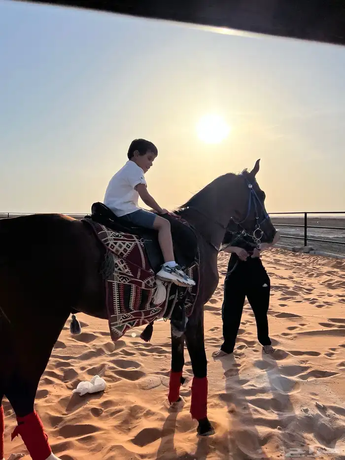 اسطبل الجدان للخيل العربيه الاصيله ايواء وعسف وتدريب 1