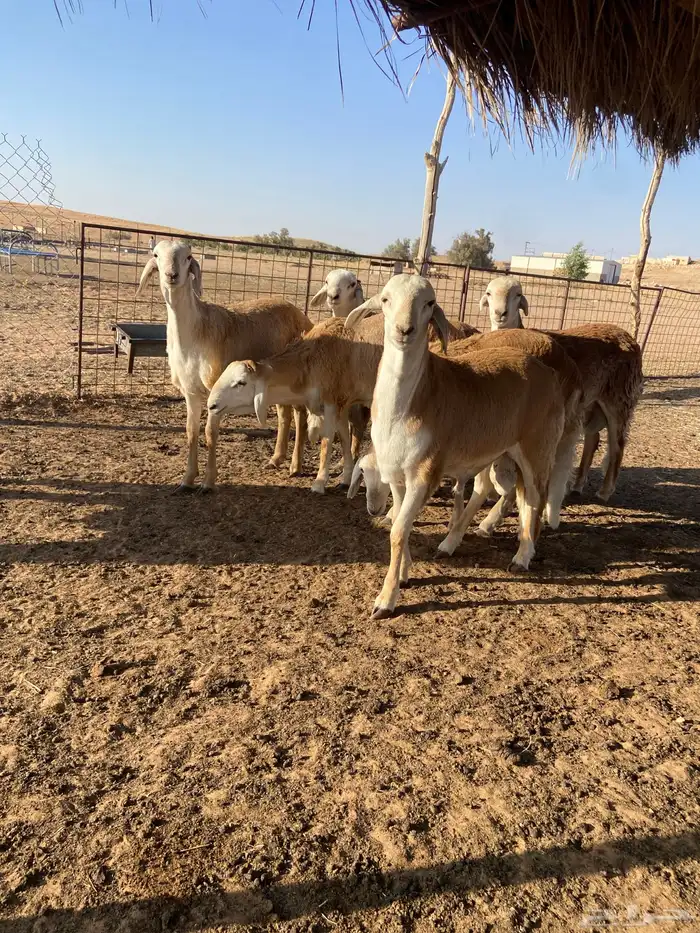 ذبائح سواكن مرابي 4