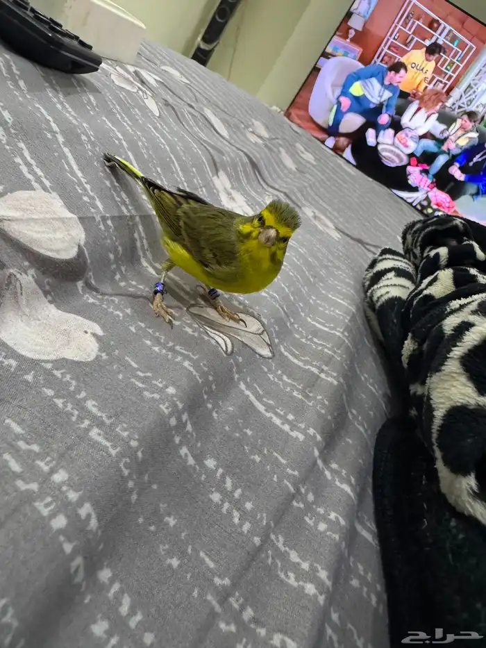 بندوق ياسمين اليف 3