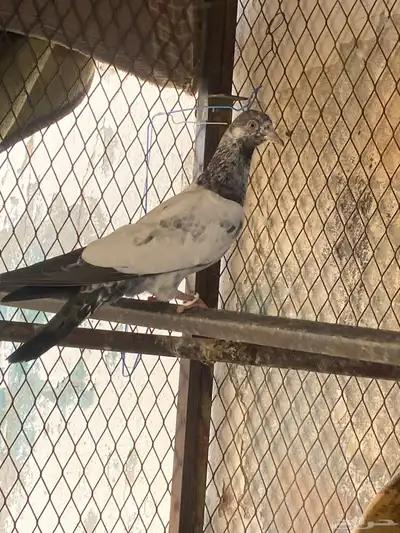 طبات للبيع 1