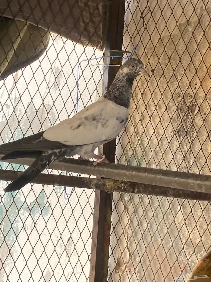 طبات للبيع 1
