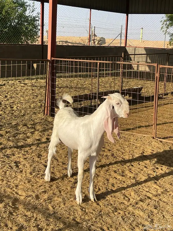 للبيع مشاريع فحول ماعز أبيض مطوره 4