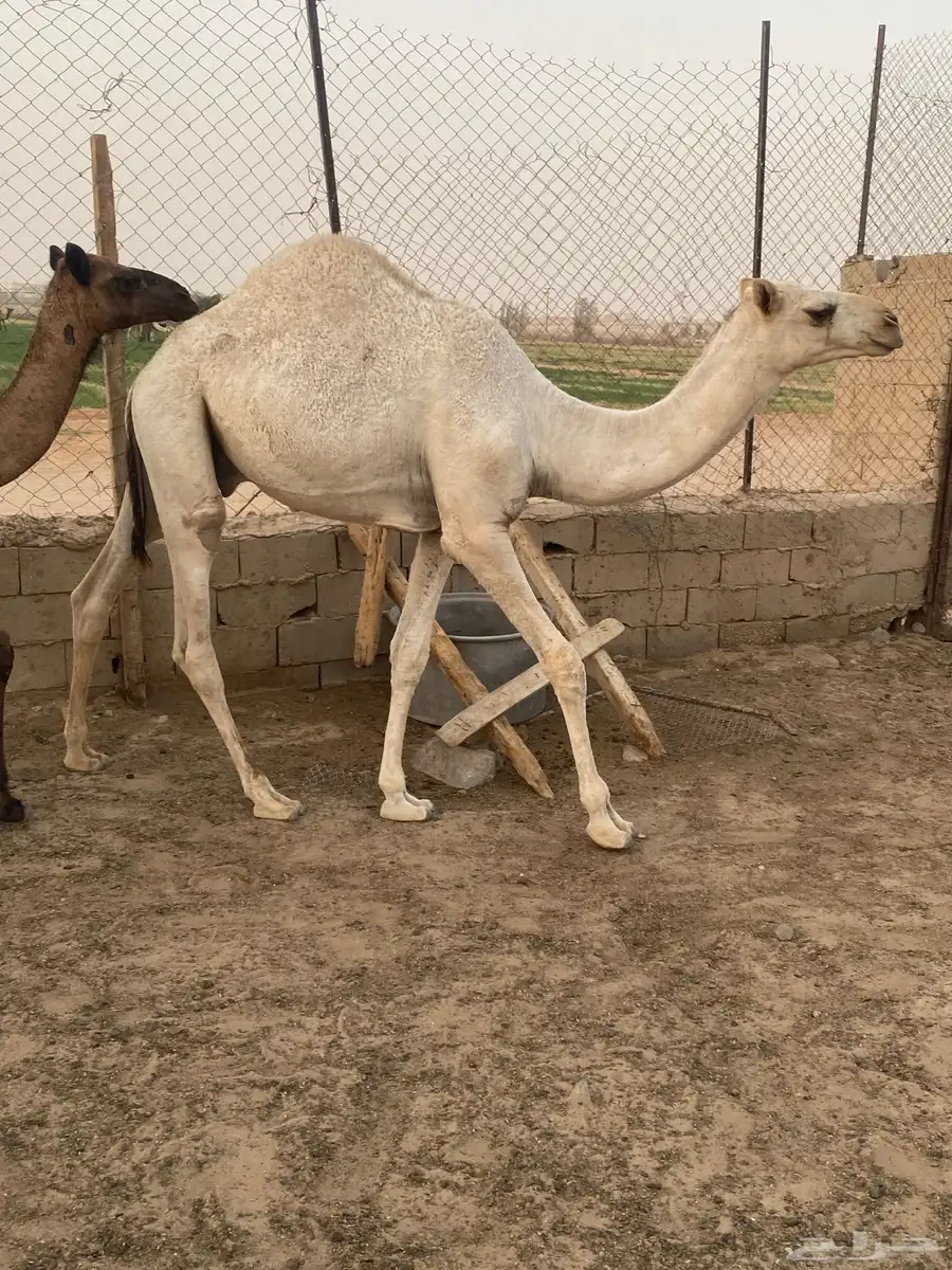 قعدان وضح للبيع فل الفل 4