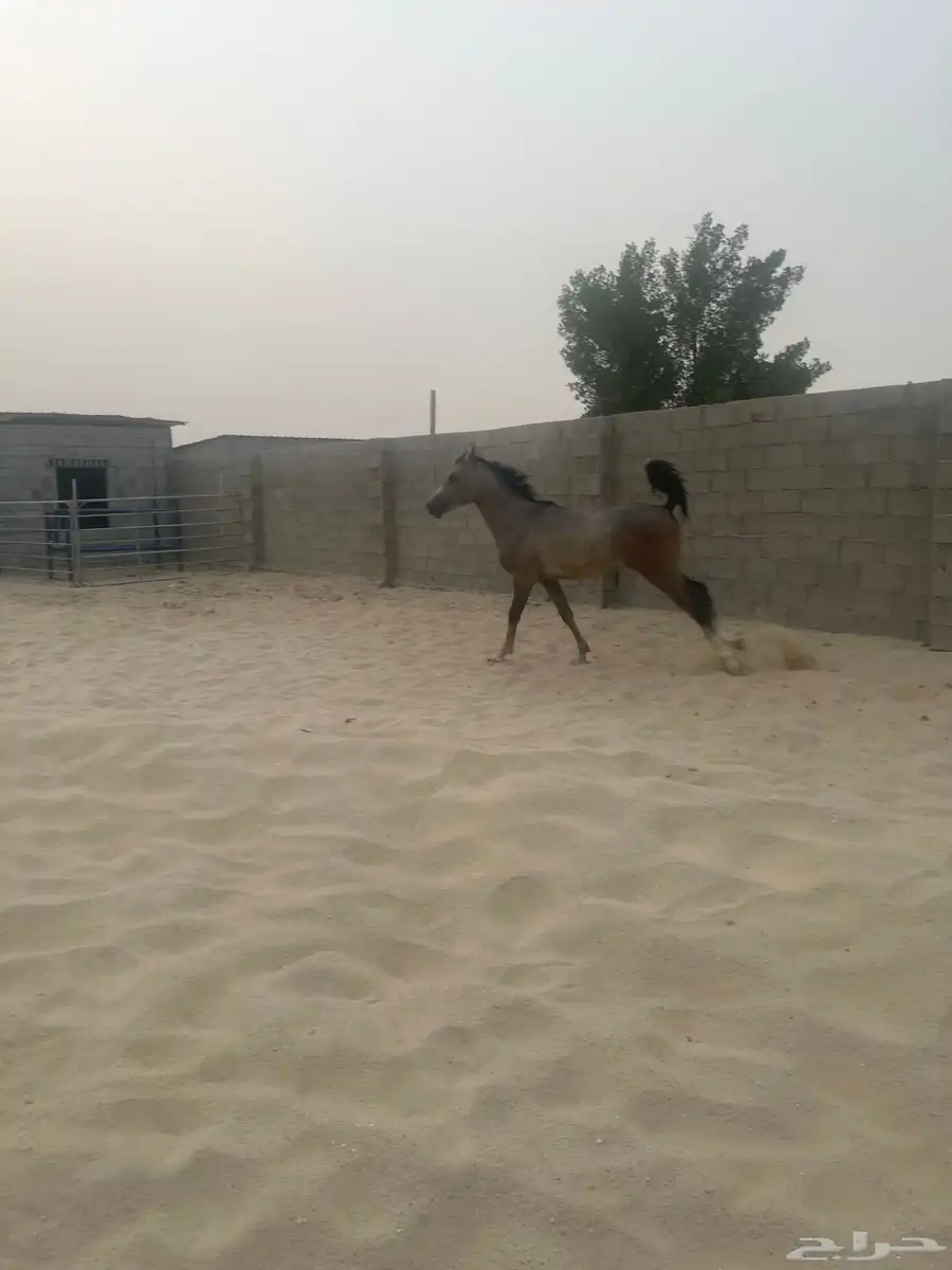 ايواء خيل باكامل 3 بواديك index