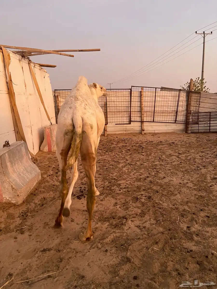 بكره مفروده 3