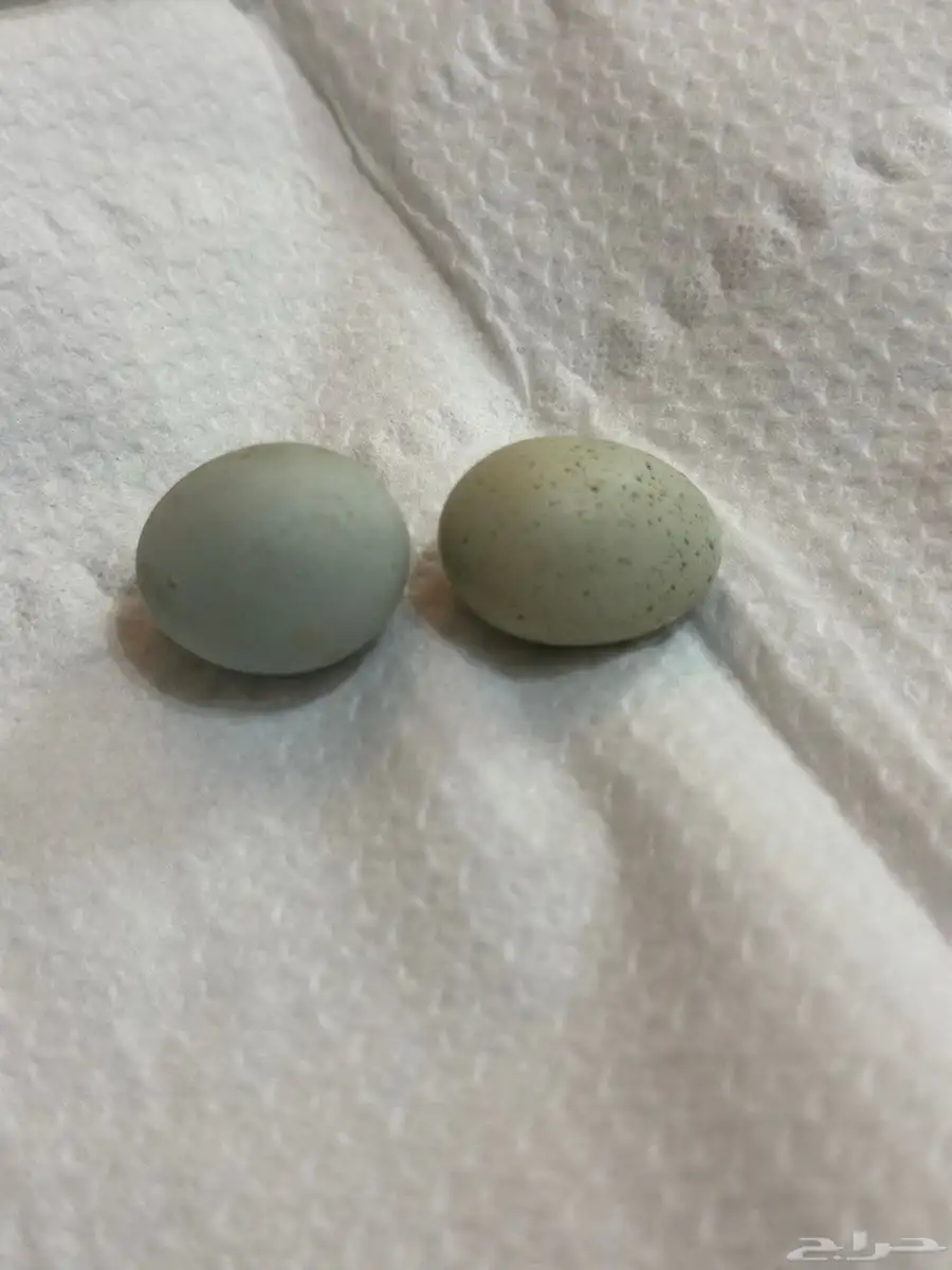 سمان قزم 2