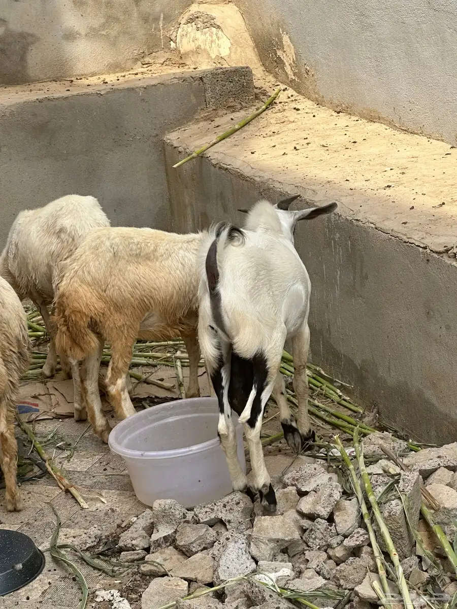 غنم 2 تيس 1 رخل 3 index