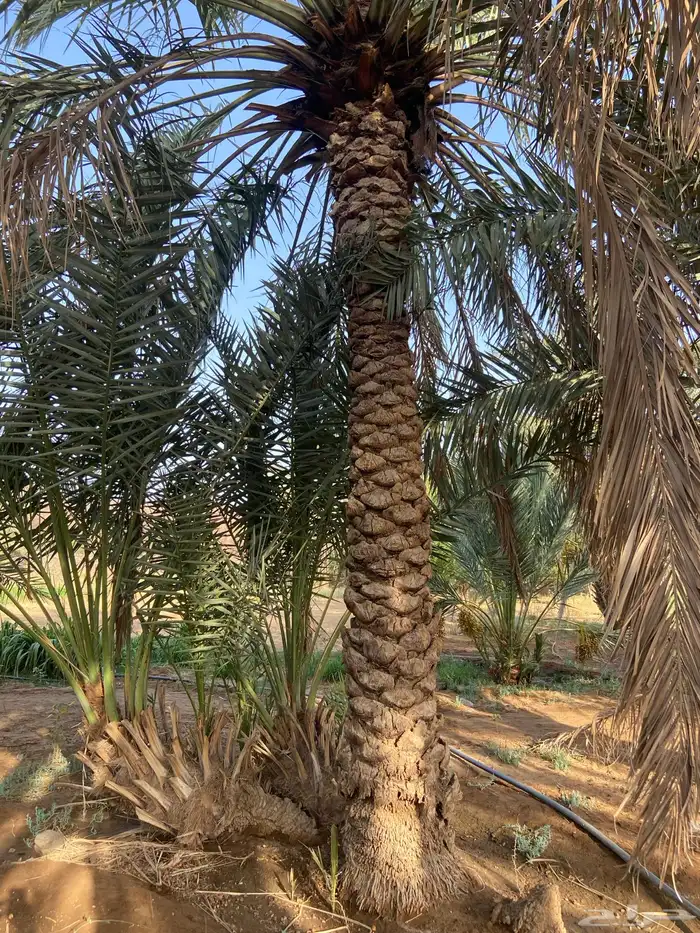 نخل للبيع 5