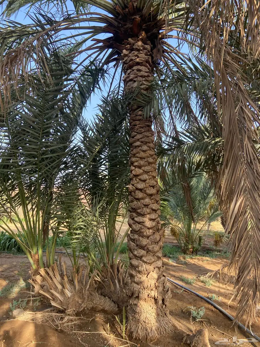 نخل للبيع 5