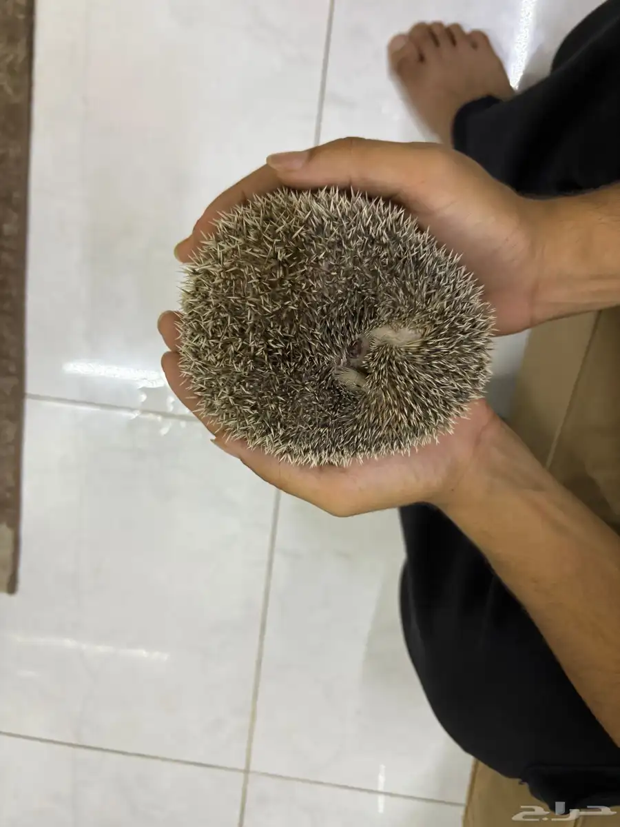 قنفذ للبيع 2