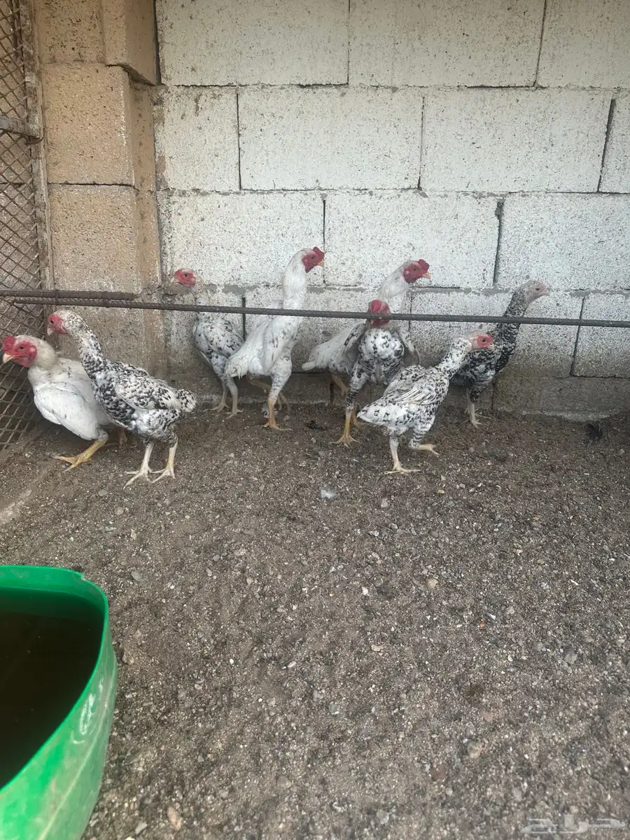 دجاج زينه 12