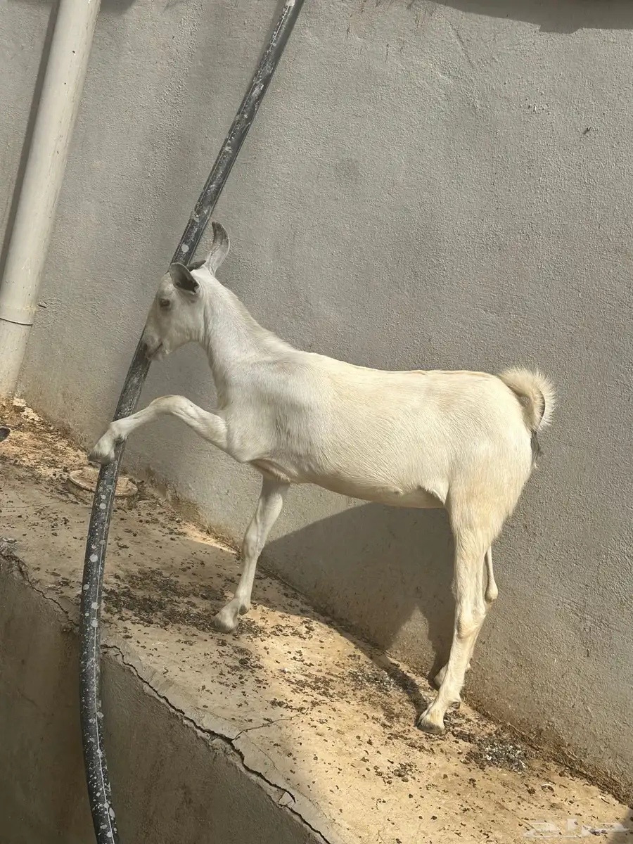 غنم 2 تيس 1 رخل 3 index