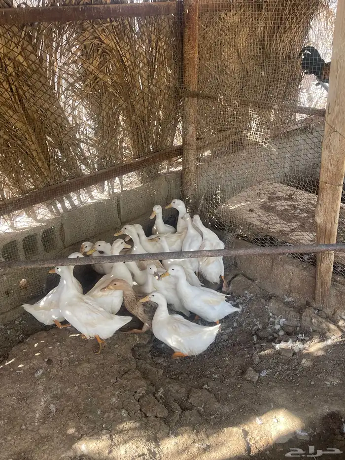 بط بري الجوز 70 والوحدة 35 ويوجد ذبح 0