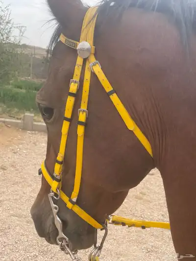 حصان شعبي 6