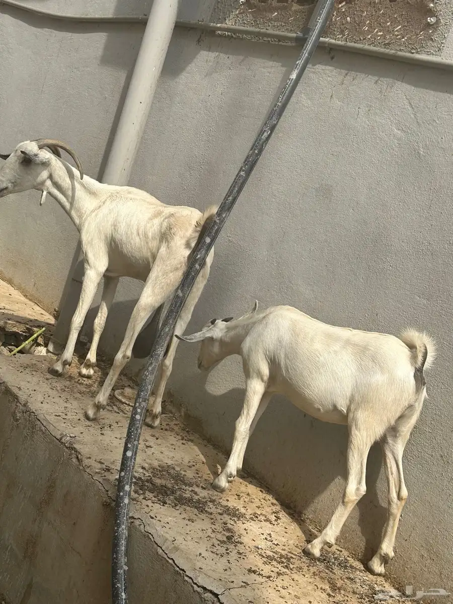 غنم 2 تيس 1 رخل 3 index
