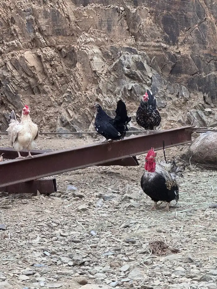 للبيع دجاج عربي وبط ودجاج جبنيز وديك رومي 12