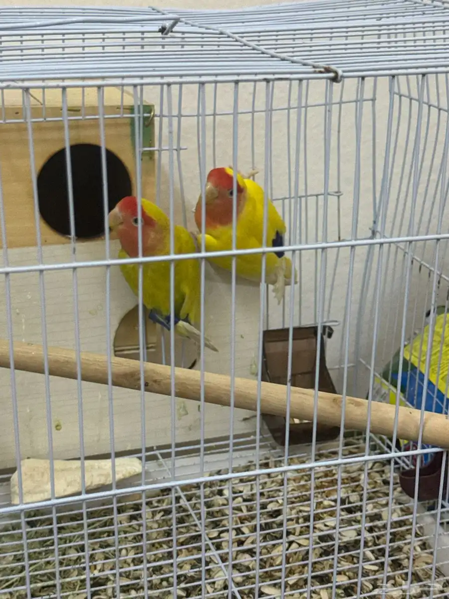 للبيع أزواج روز _ 2