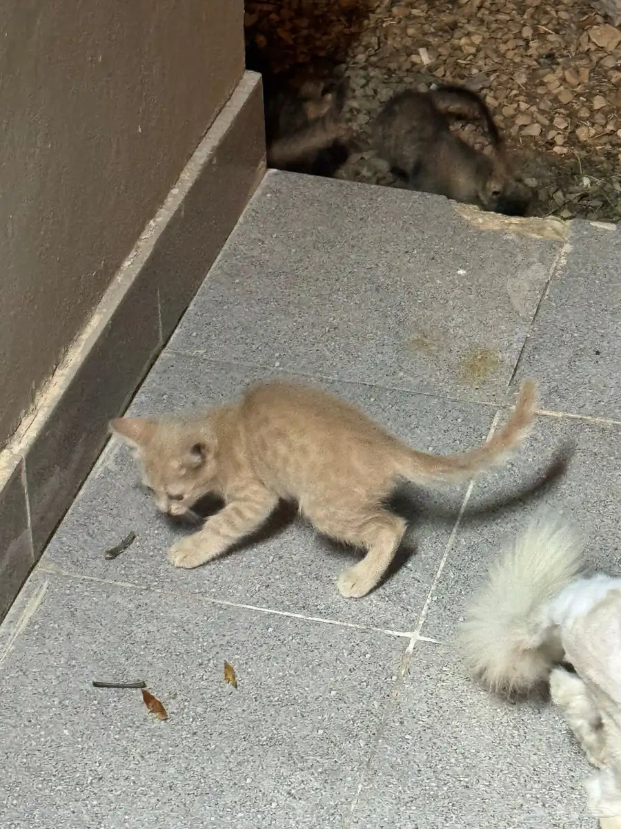 قطط صغيرة شيرازية للتبني 2