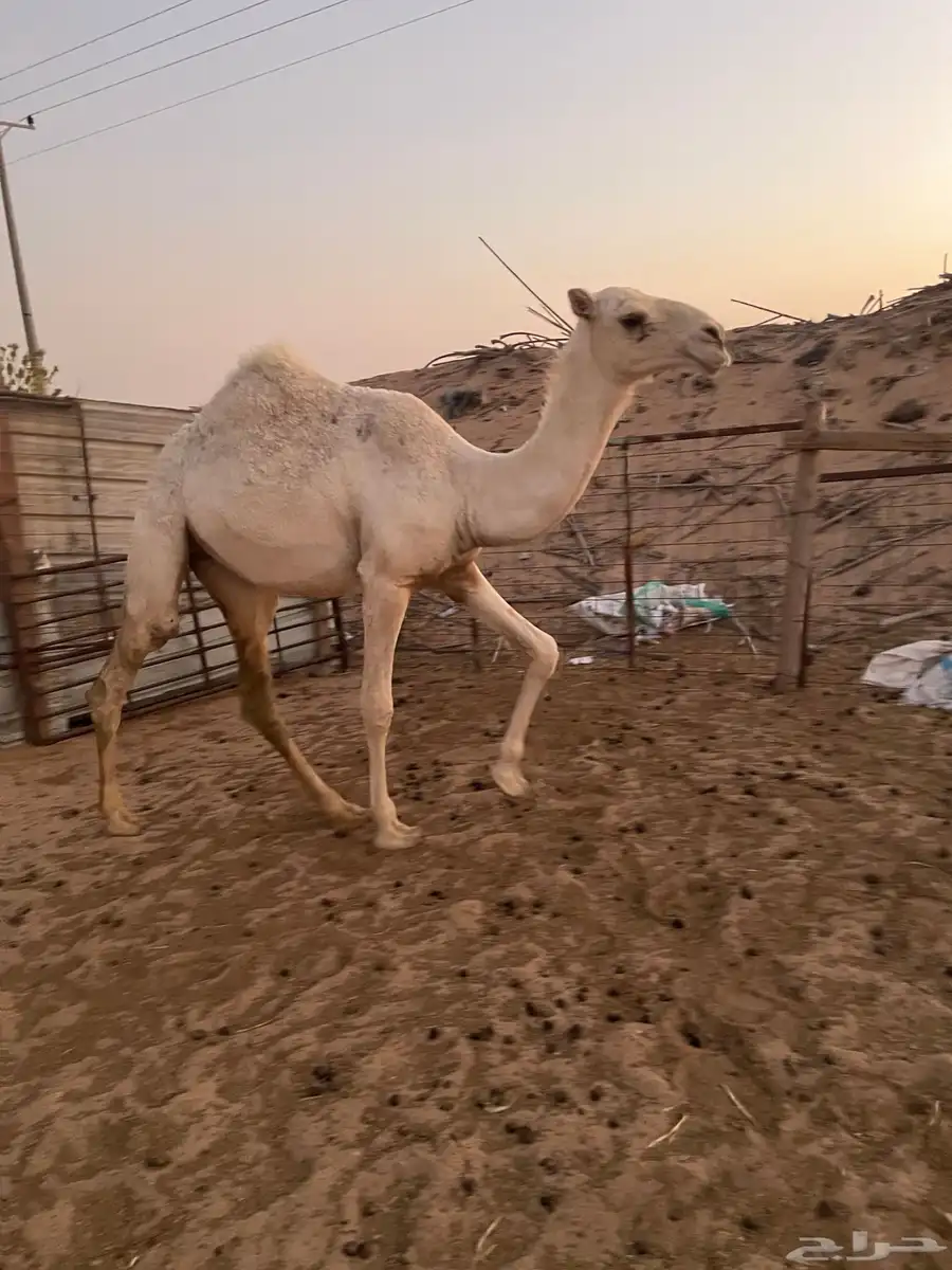 بكره مفروده 2