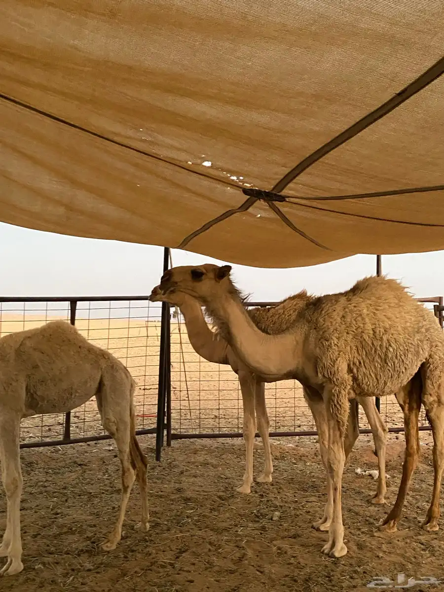 للبيع البكره الكفو العمر من 6 شهور الا 7 شهور 0