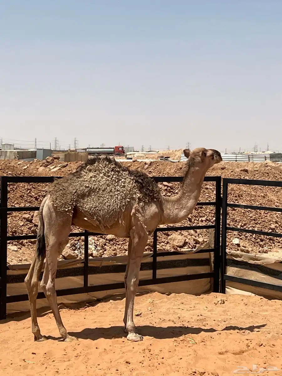 قعود 2