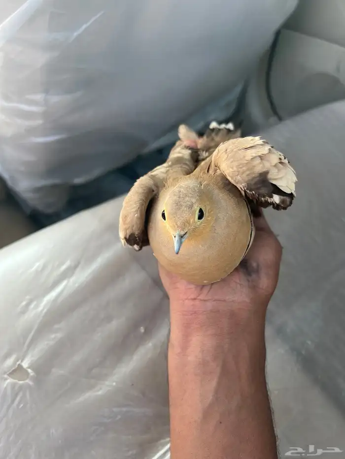 قطا 0