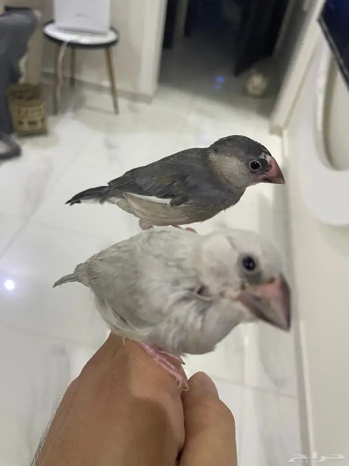 جاوا اليف وهدد 2