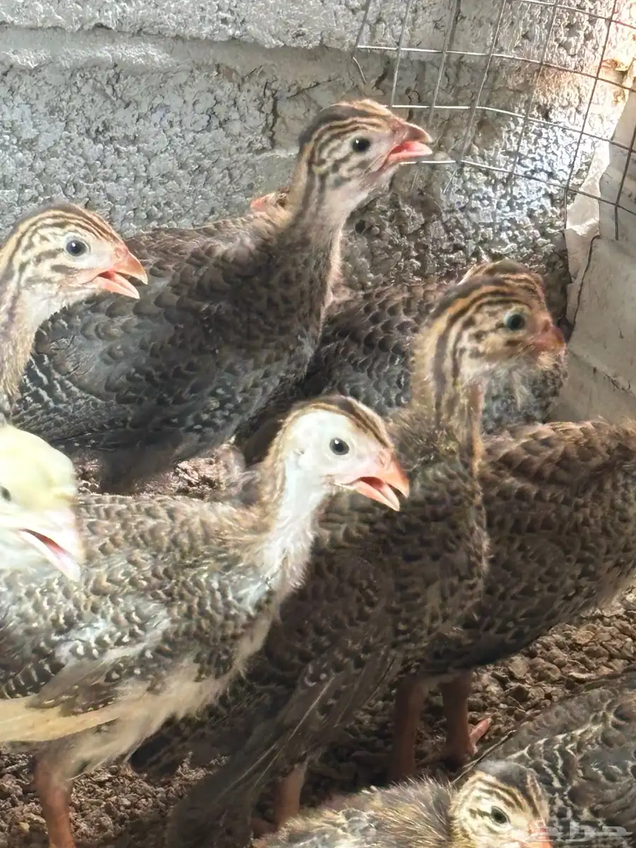 صيصان دجاج حبشي فرعوني 3
