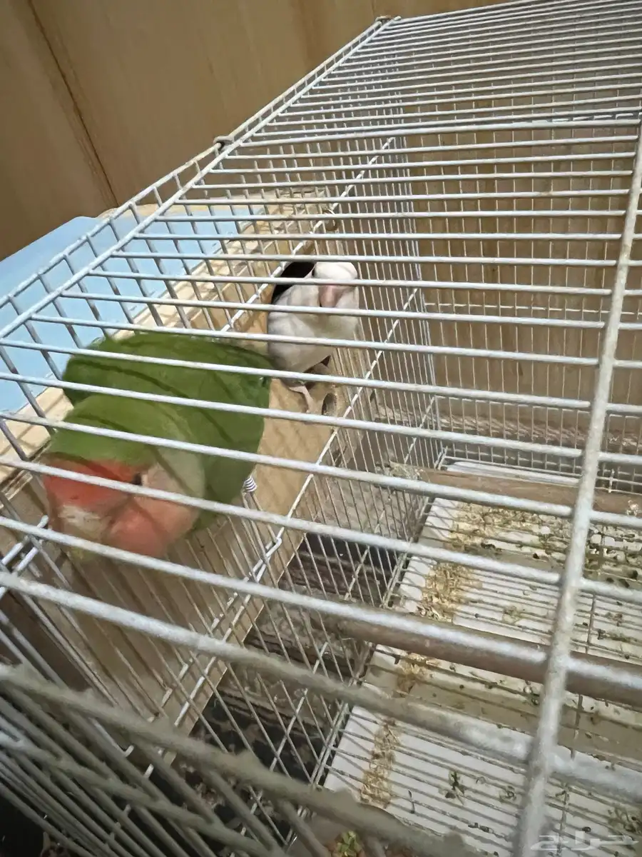 زوج روز منتجة معها فرخين 1