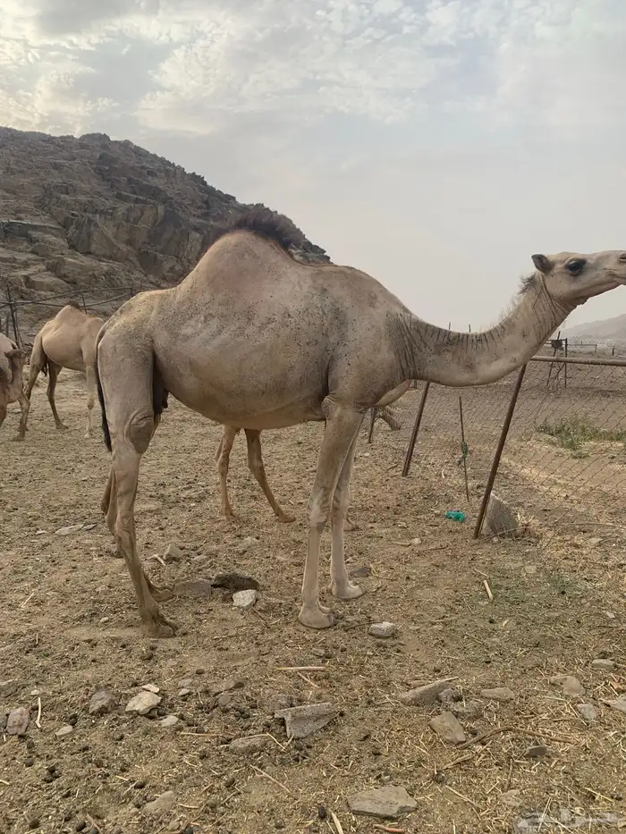 أبل 0