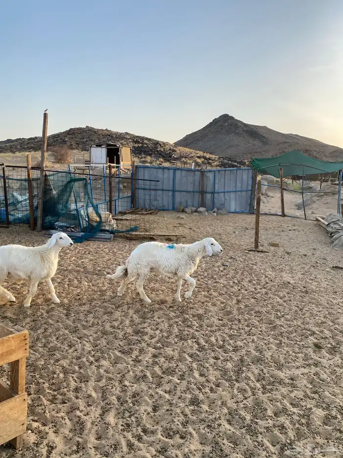 طليان ورخال ثلاجه وزواجات ومناسبات 10