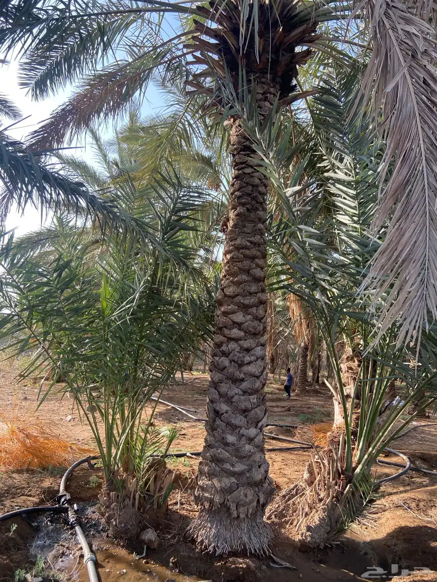 نخل للبيع 8