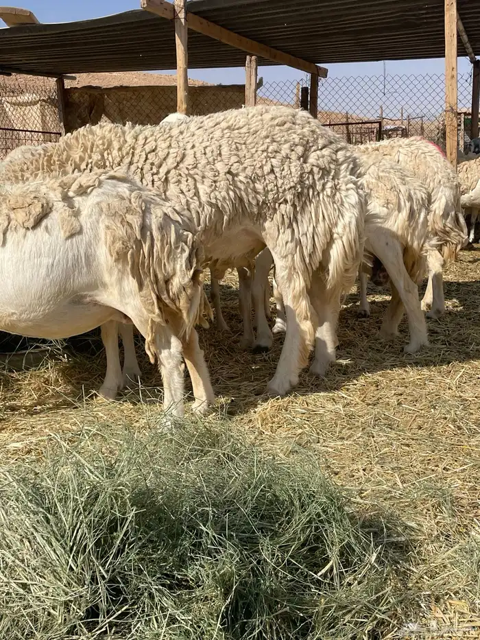 فحل حري مشروووط مشروووط 10