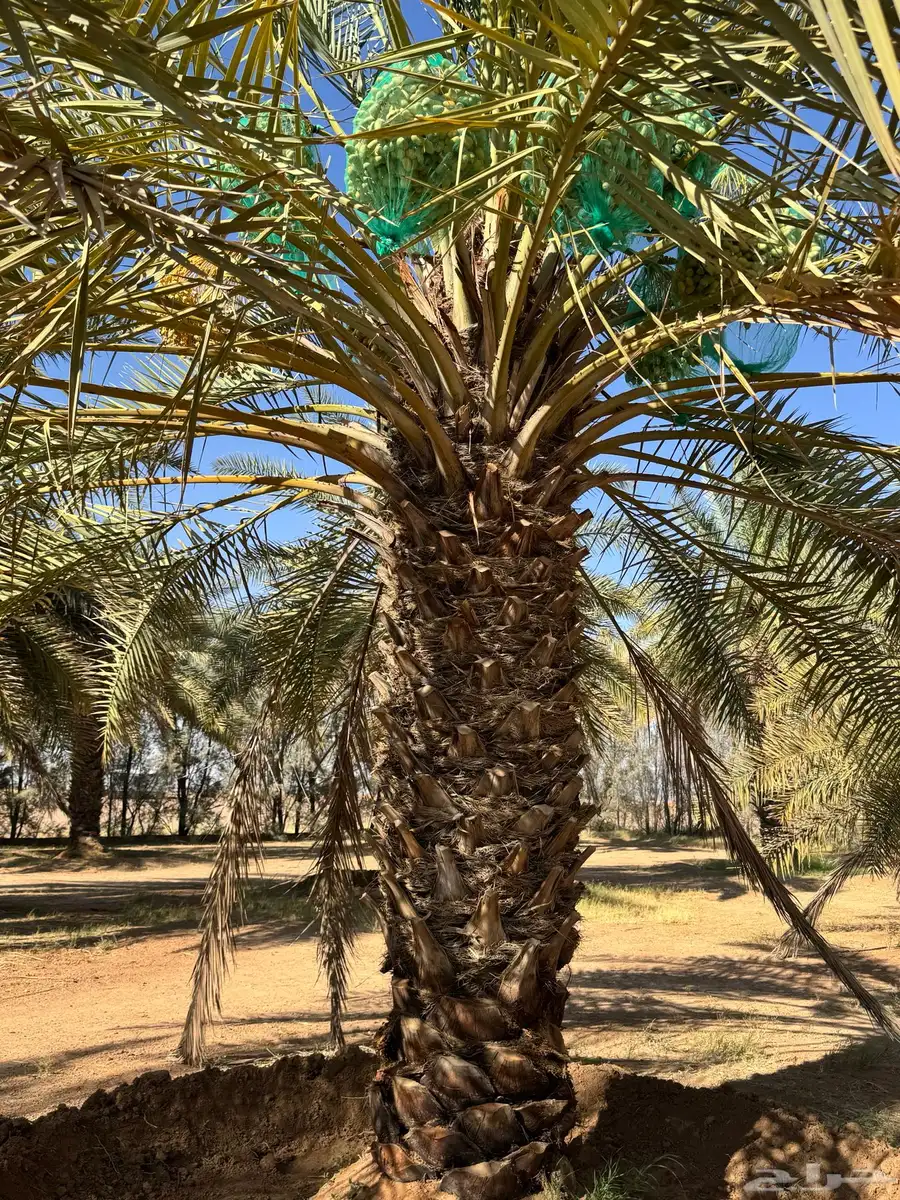 محصول تمور 2025 3