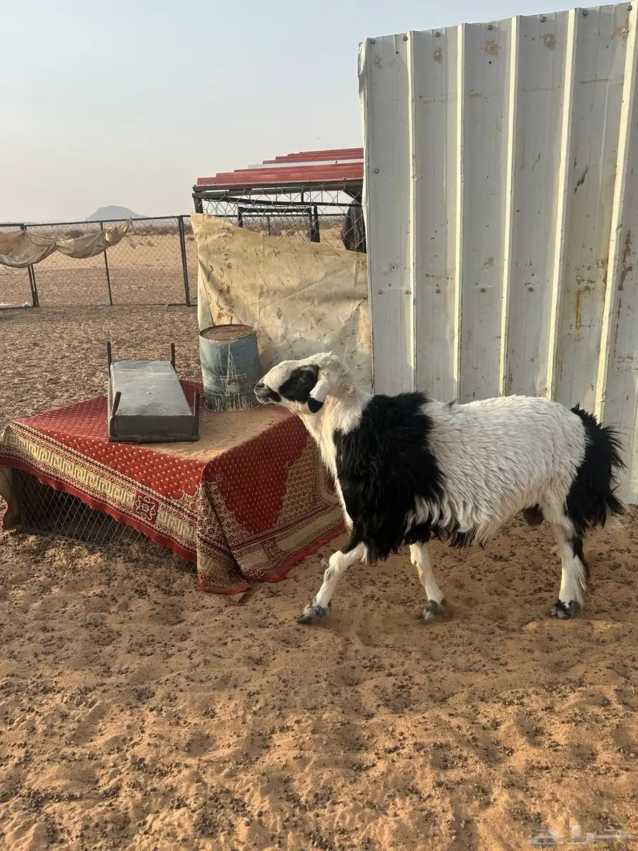 خروف فحل السن ثني مشروط 3