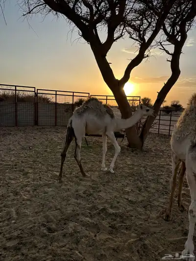 ابكار للبيع لبانيه 5