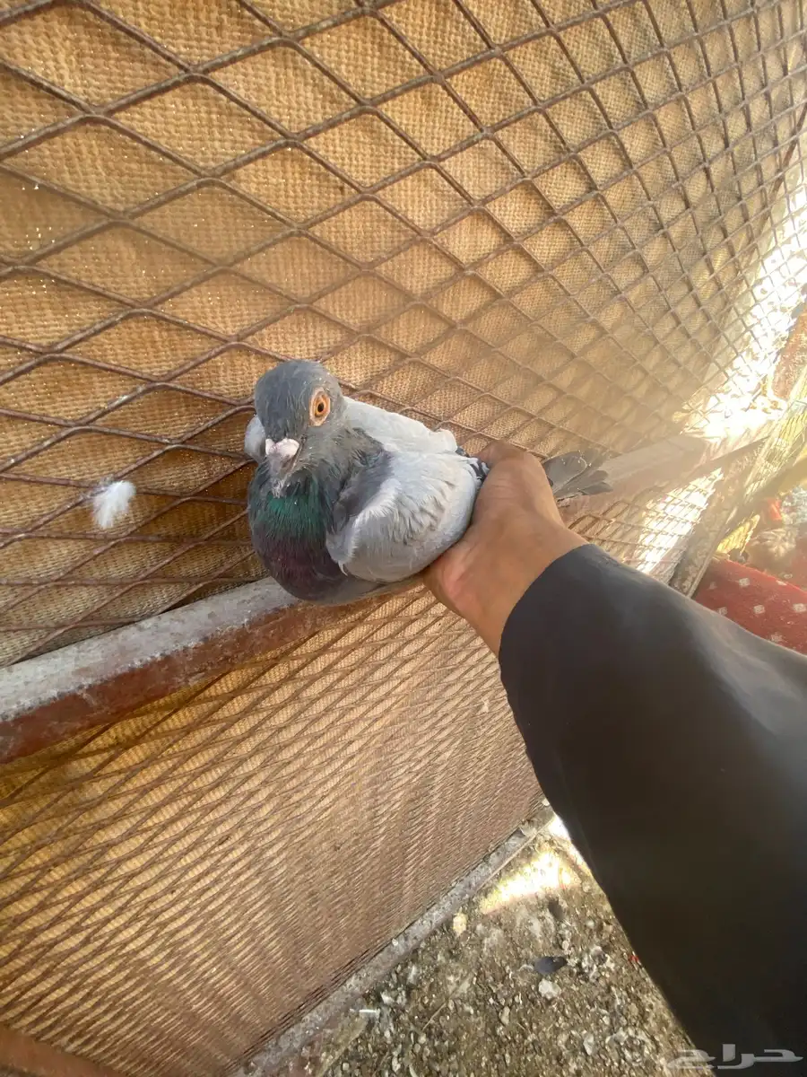 ديك افرق قزم وا زوج حمام زاجل 1