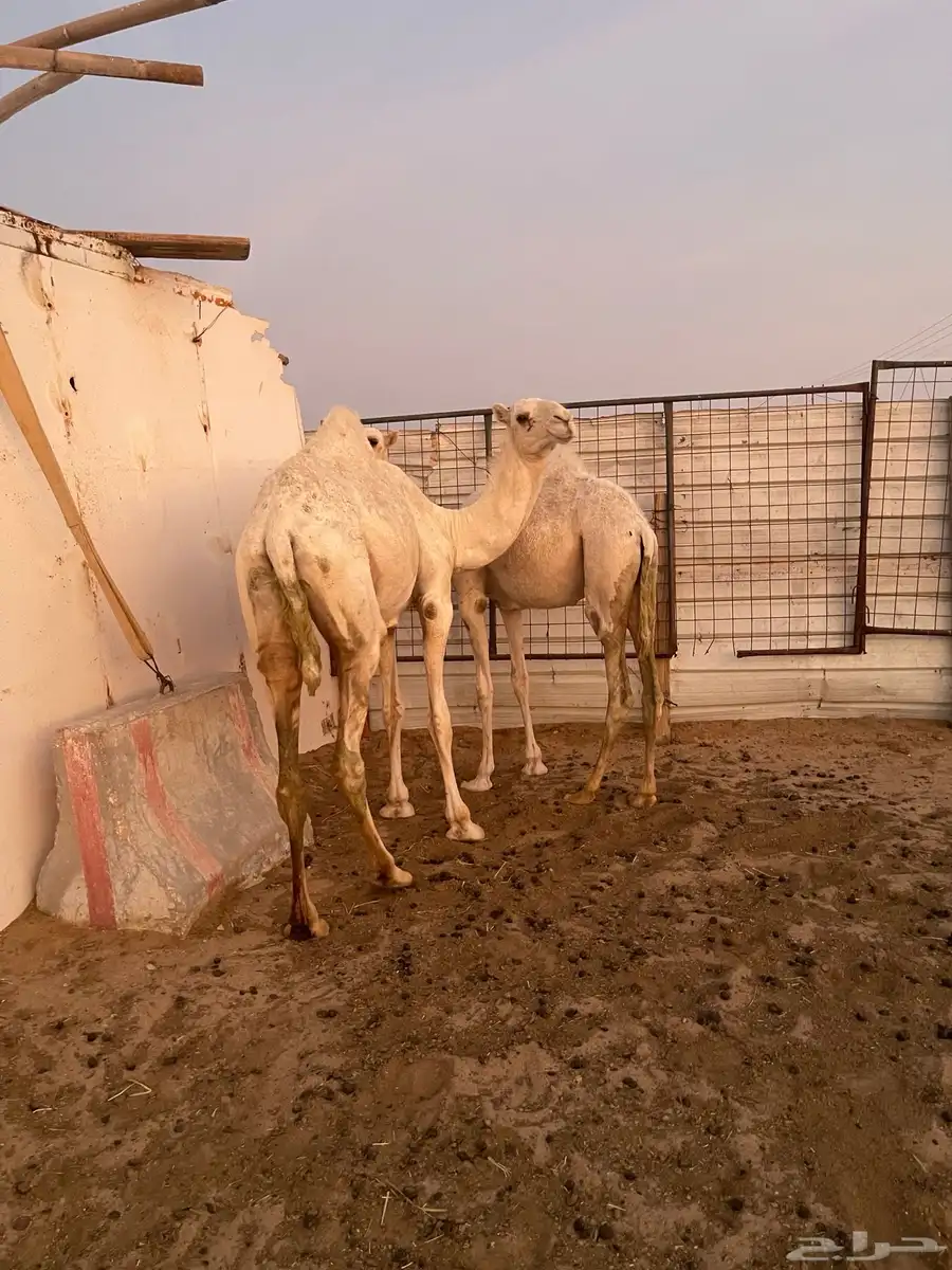 بكره مفروده 1