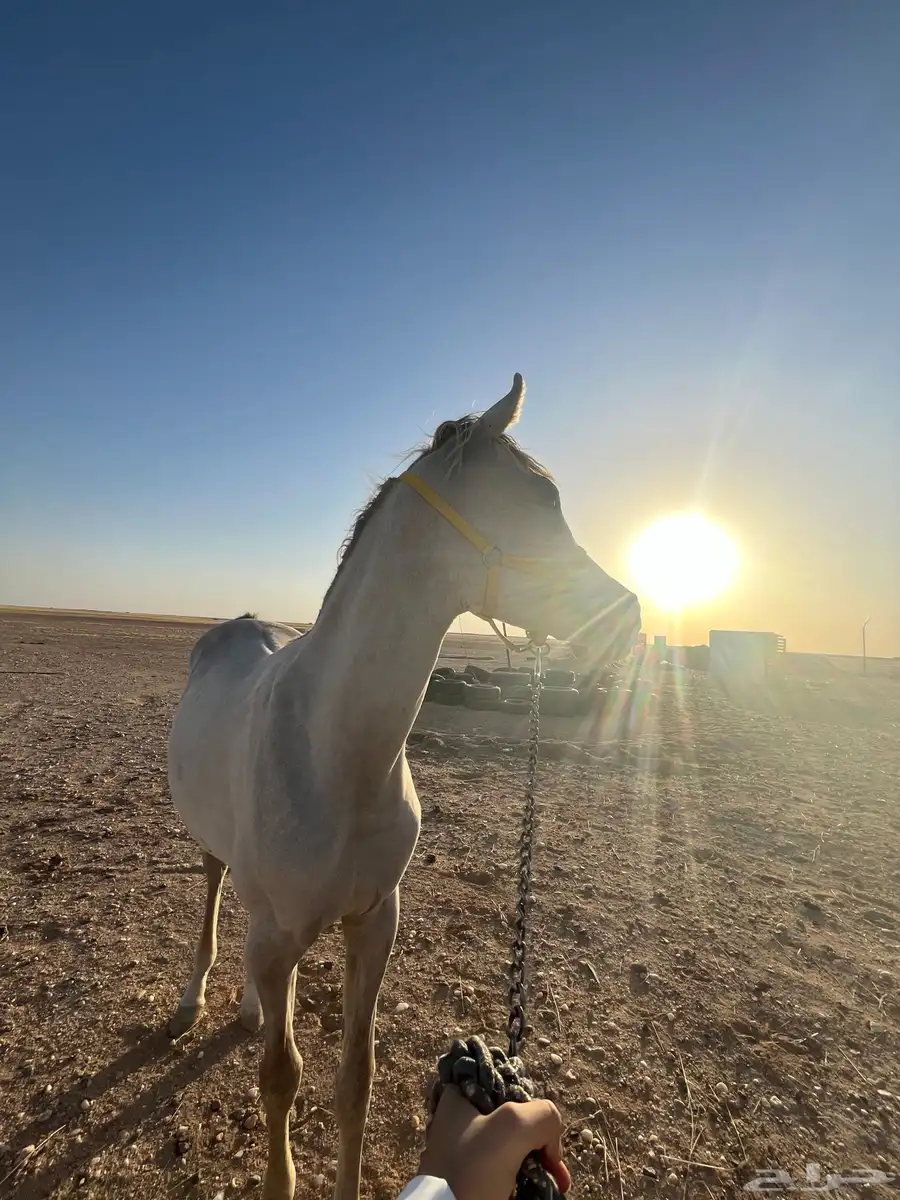 مهره شعبيه حفيدة يافع الخالد 4