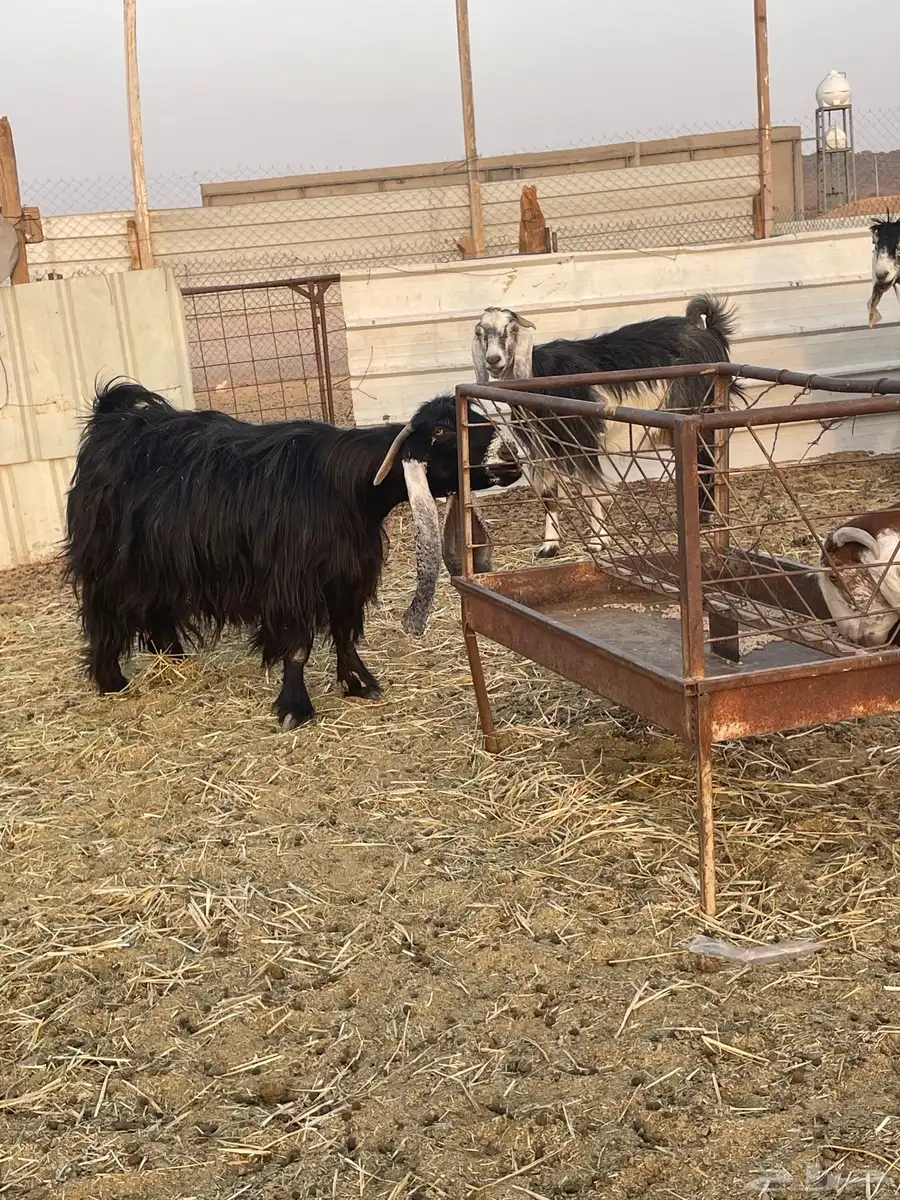 عنز عارضية فاخرة 1