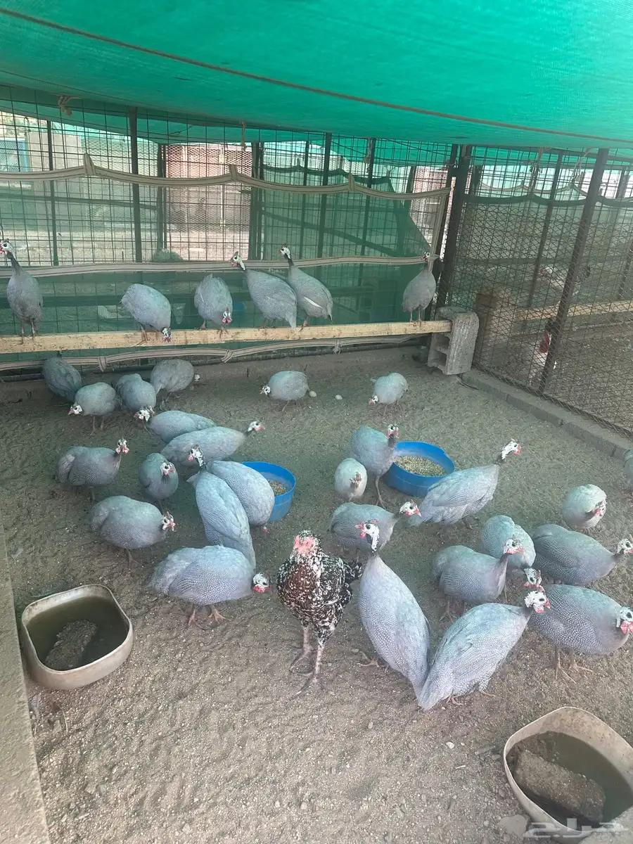 دجاج خارجي للبيع 12