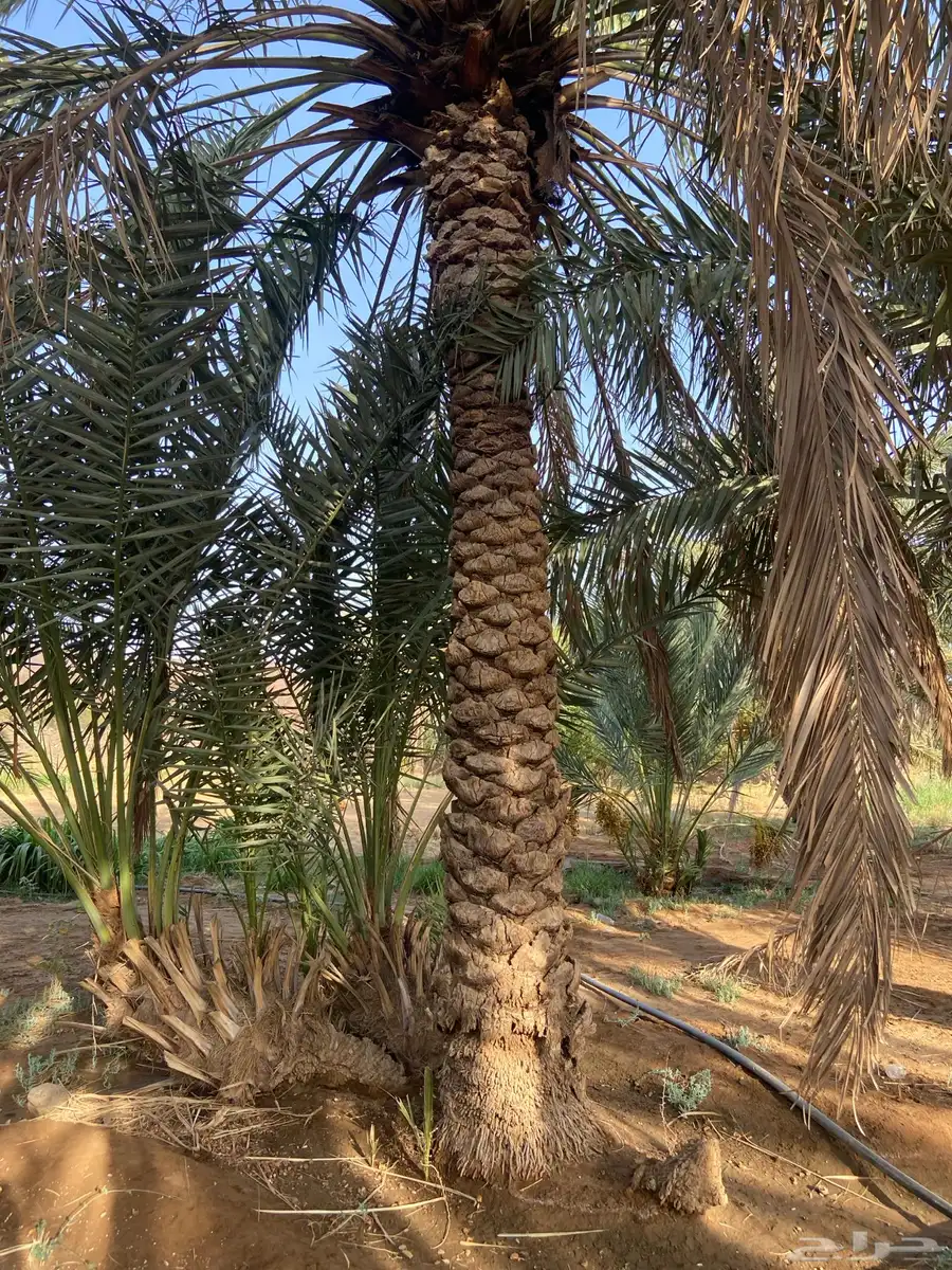 نخل للبيع 6