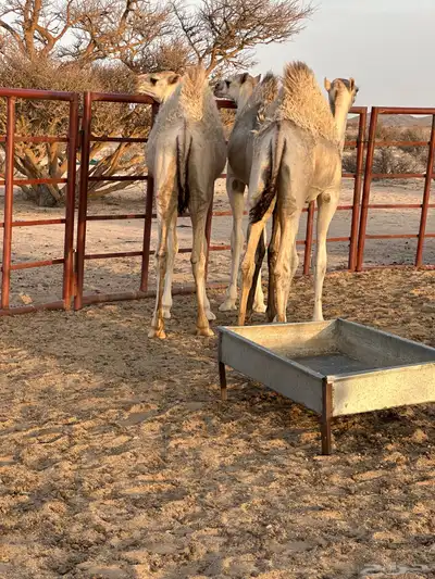 ابكار للبيع لبانيه 2