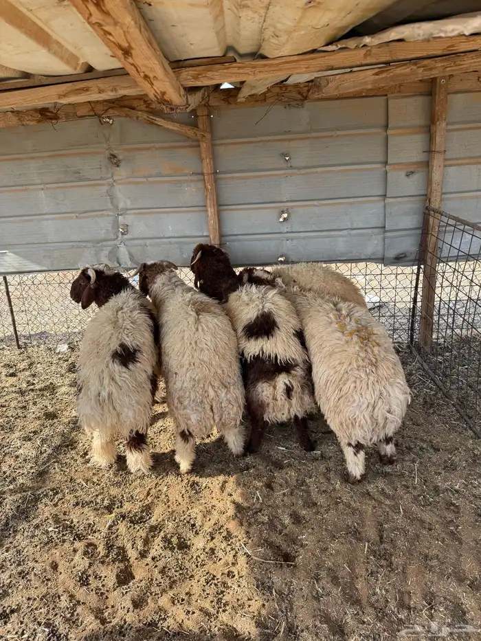 ذبايح نعيمي جذع و هرفي 1