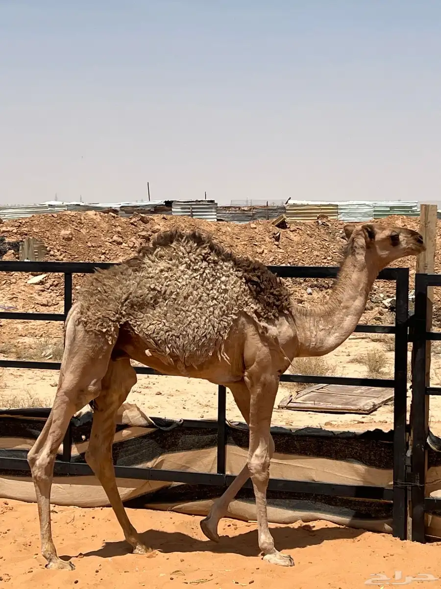 قعود 0
